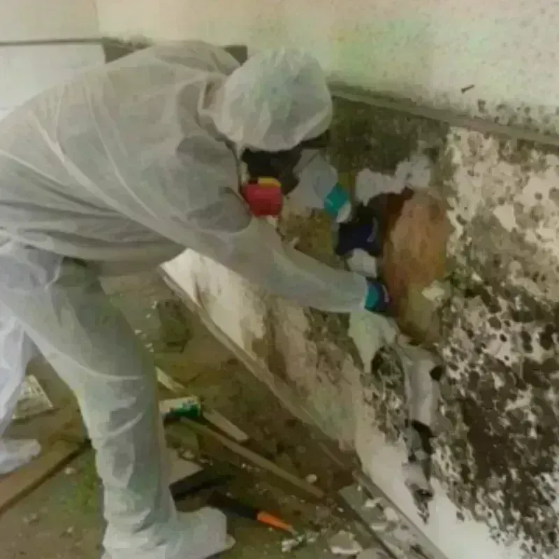 Mold Remediation and Removal in North Collins, NY